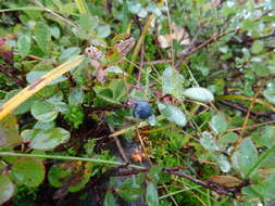 Image of alpine bilberry