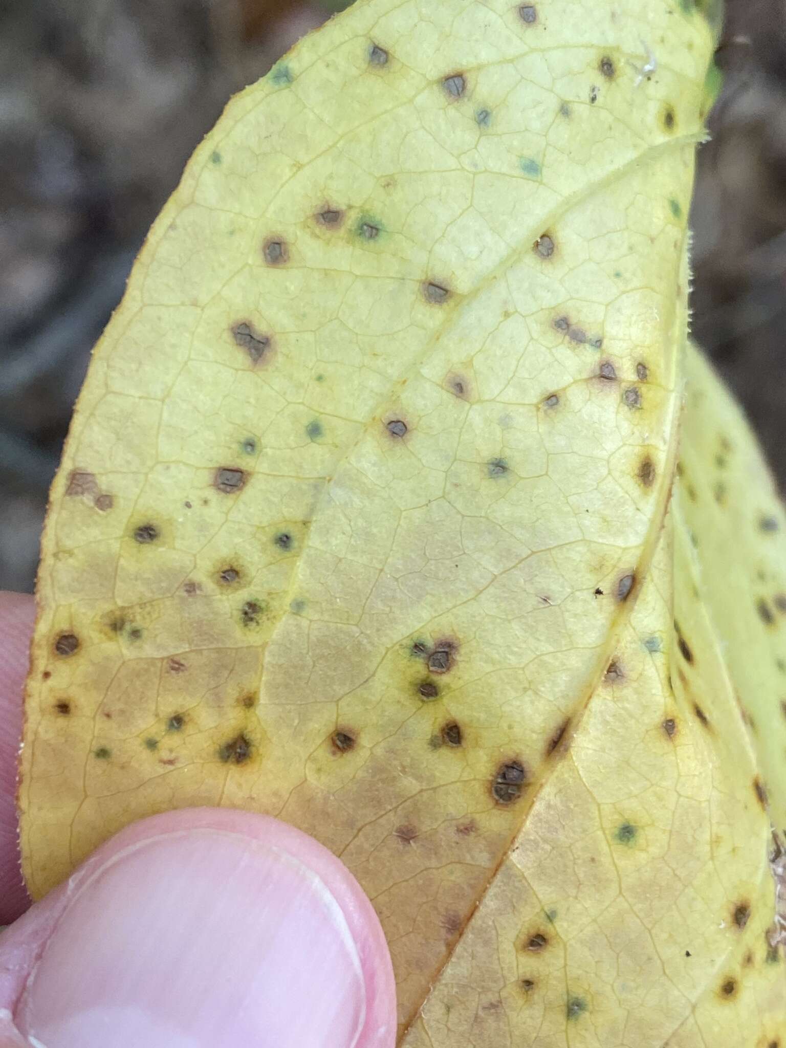 Image of Pseudocercospora smilacicola U. Braun 2014