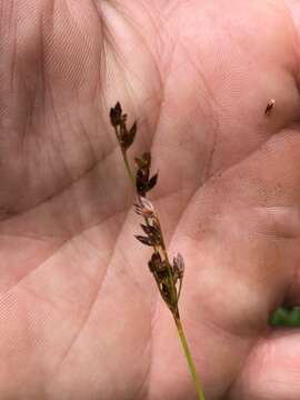 Sivun Juncus brevicaudatus (Engelm.) Fern. kuva