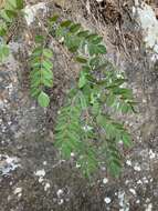 Indigofera venulosa Benth.的圖片