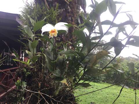 Image of Sobralia chrysostoma Dressler