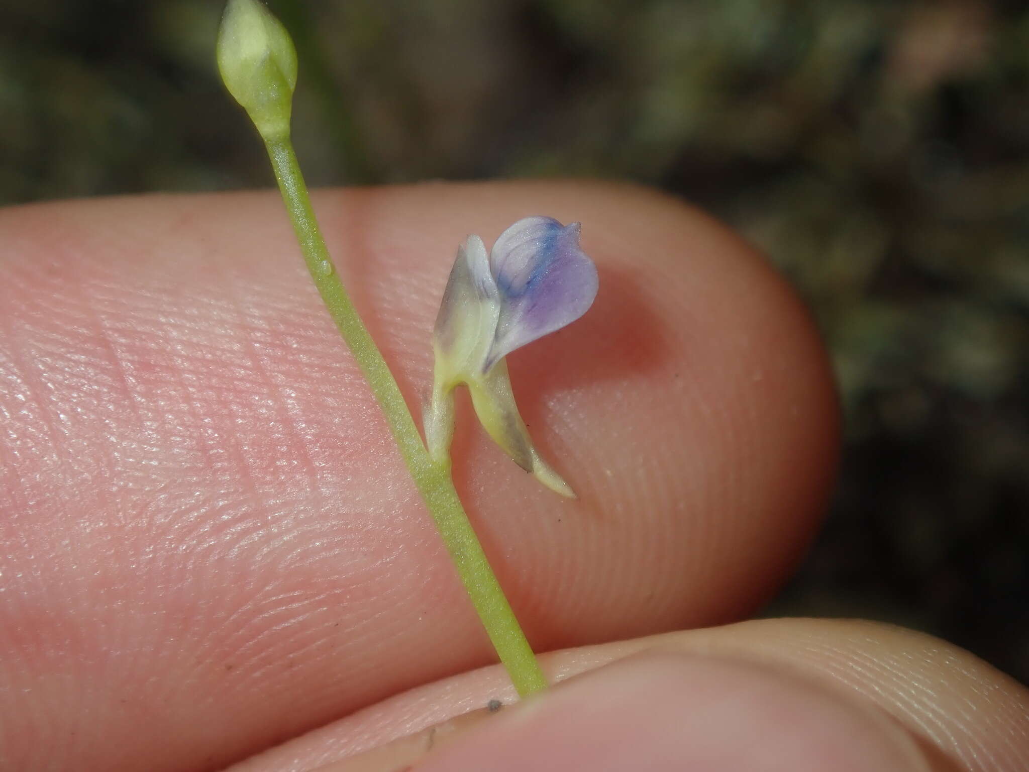 Image of bladderwort