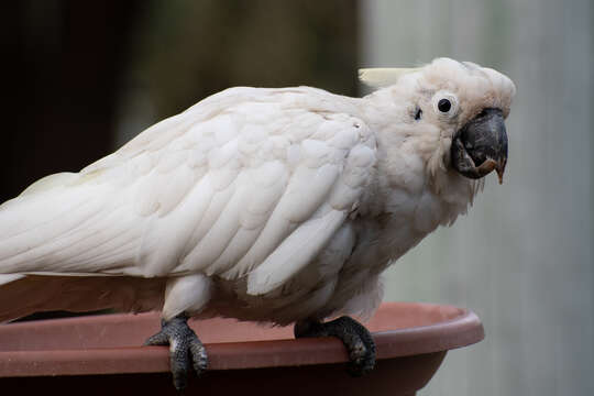 Image of Beak and feather disease virus