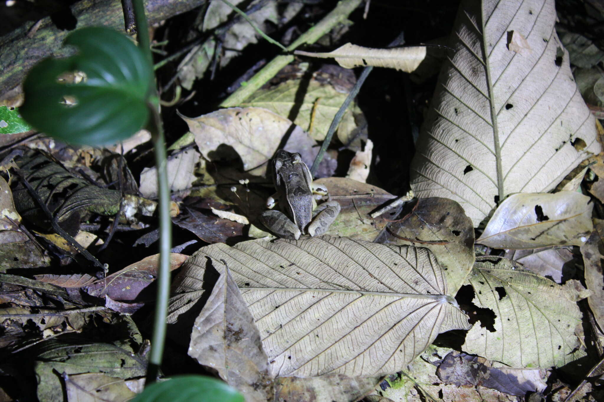 Image de Leptodactylus didymus Heyer, García-Lopez & Cardoso 1996