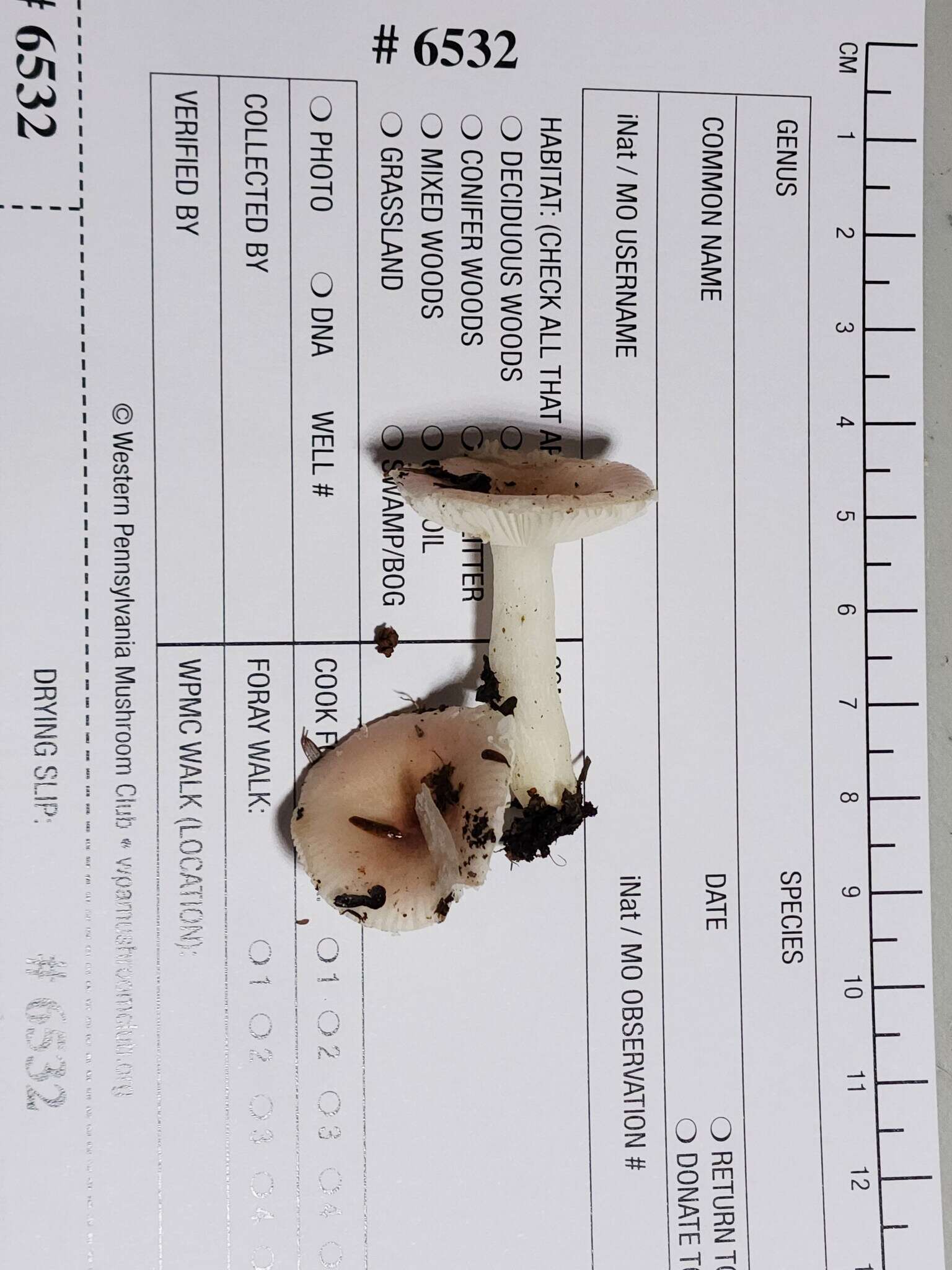 Image of Russula betularum Hora 1960