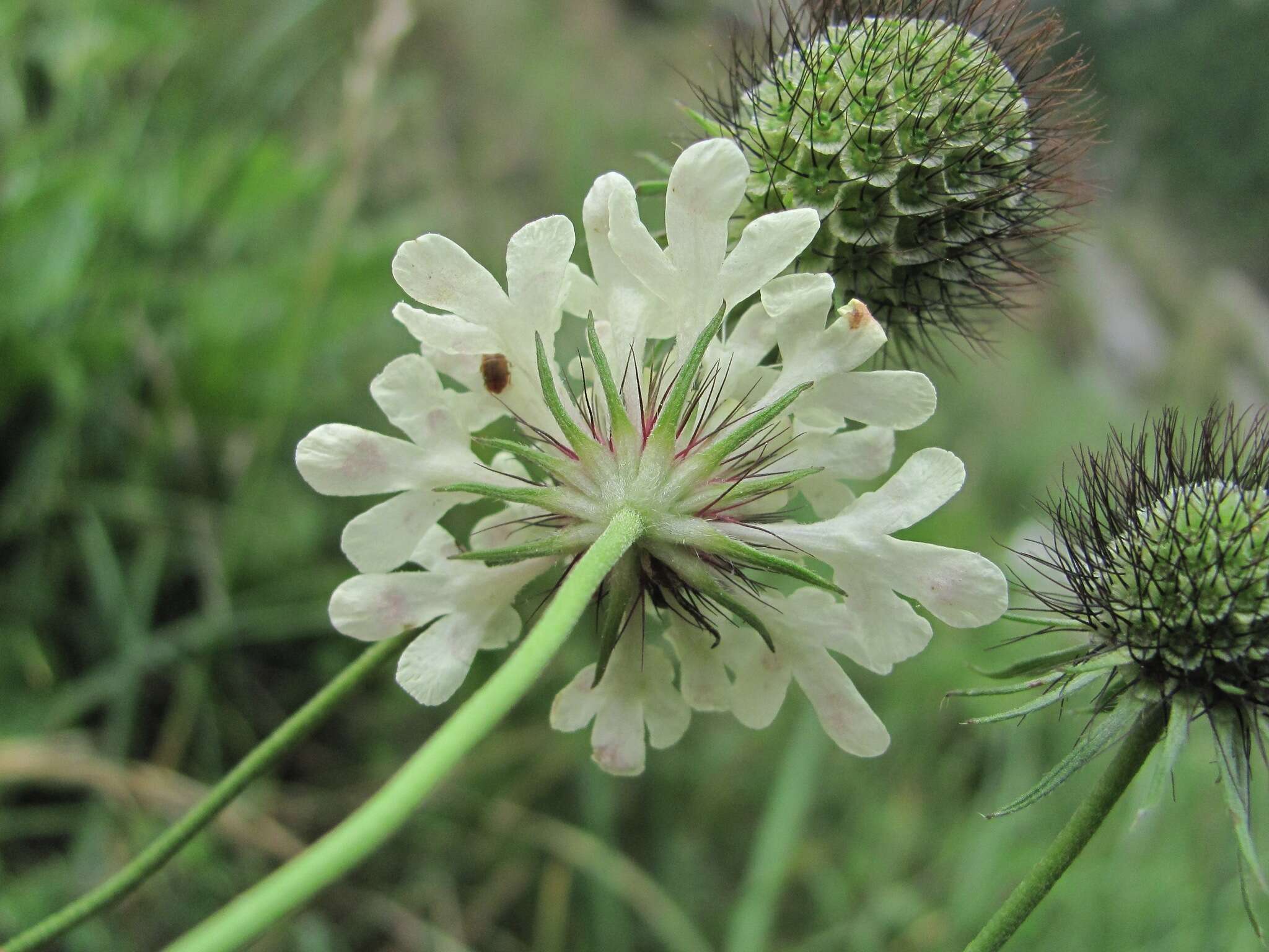 Image of Scabiosa bipinnata C. Koch