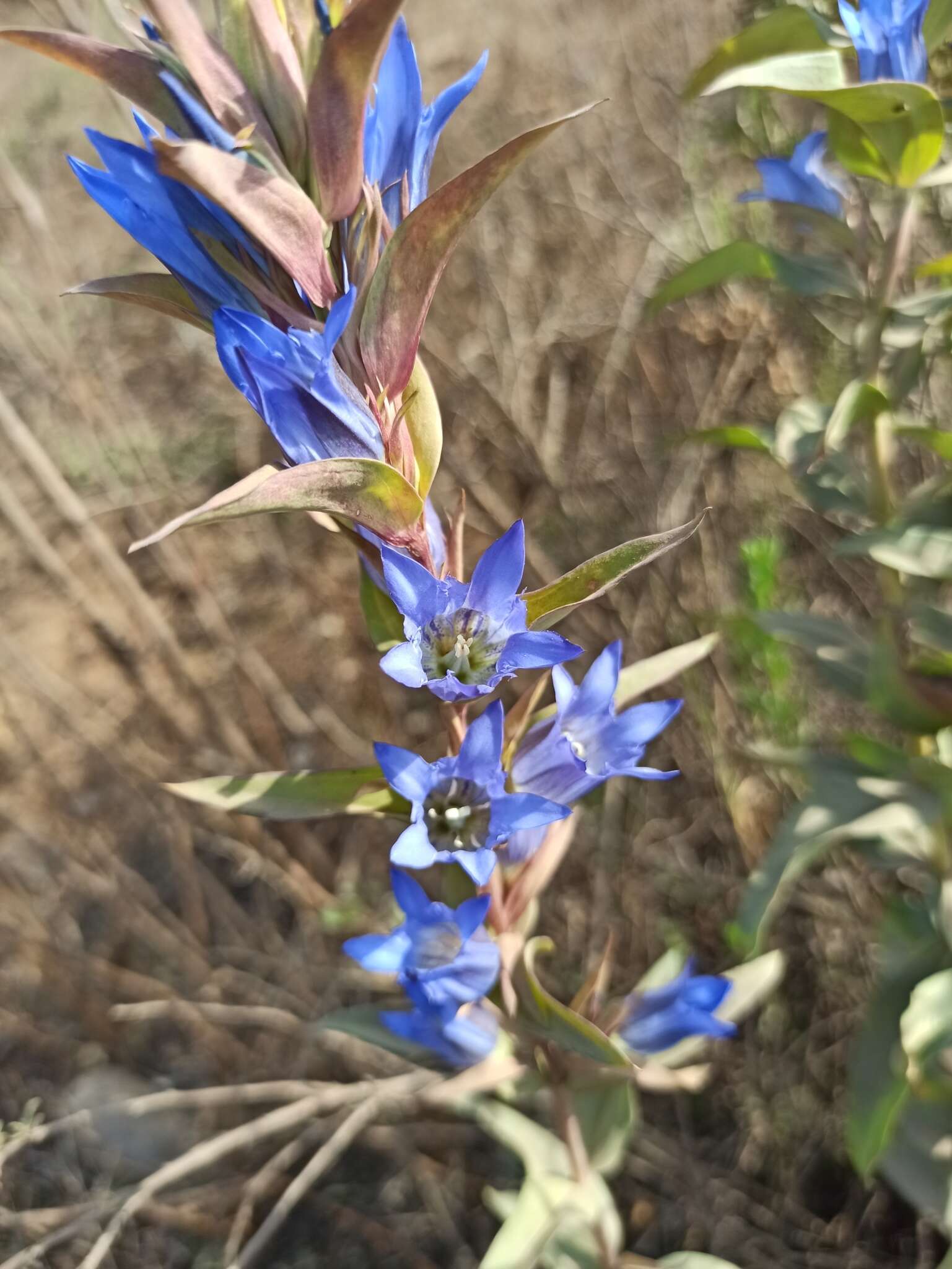 Image de Gentiana spathacea Kunth