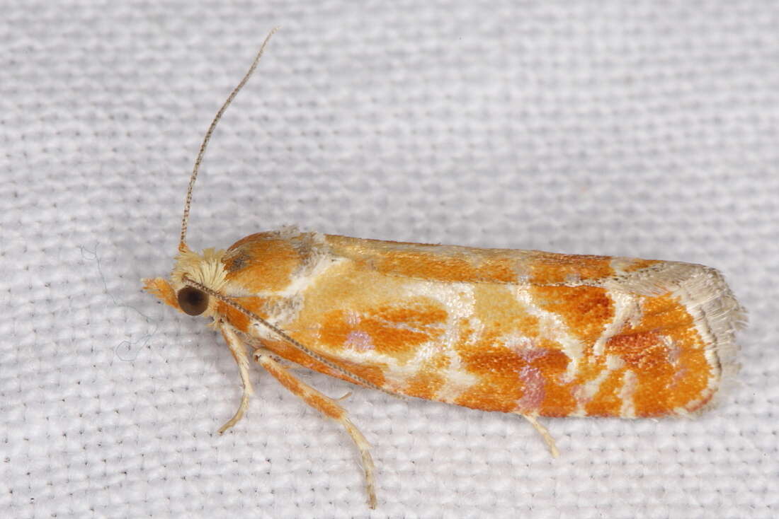 Image of European pine shoot moth