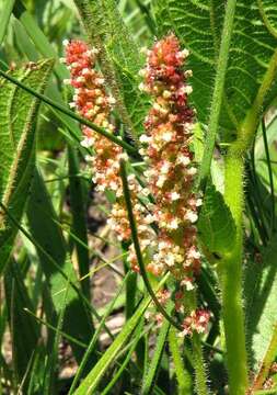 Image of Acalypha punctata var. punctata