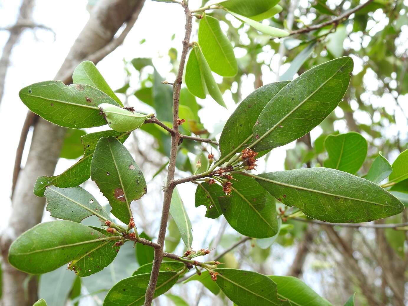 Image of Erythroxylum mexicanum Kunth