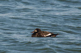 Image of White-winged Scoter