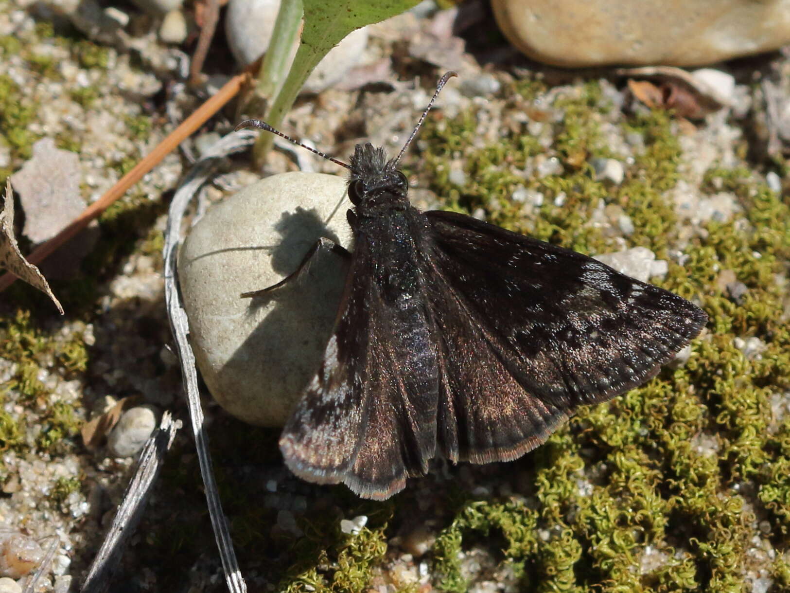 Image de Erynnis lucilius Scudder & Burgess 1870