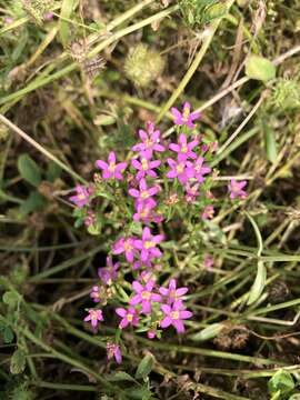 Image of Centaurium pulchellum var. altaicum (Griseb.) Kitagawa & H. Hara