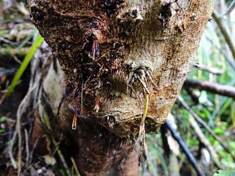 Imagem de Quintinia serrata A. Cunn.