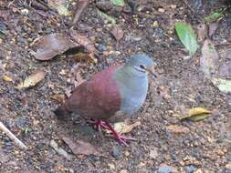 Image of Buff-fronted Quail-Dove