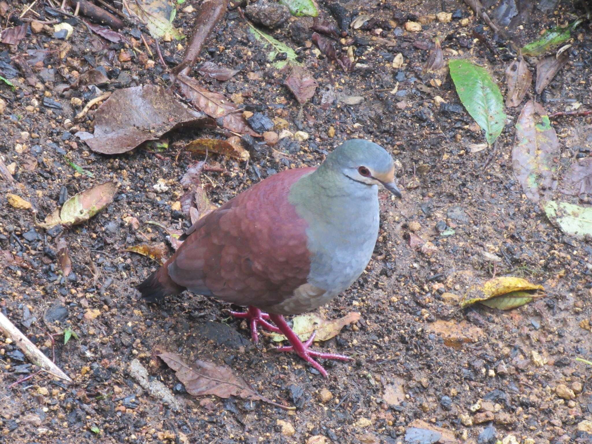 Image of Buff-fronted Quail-Dove