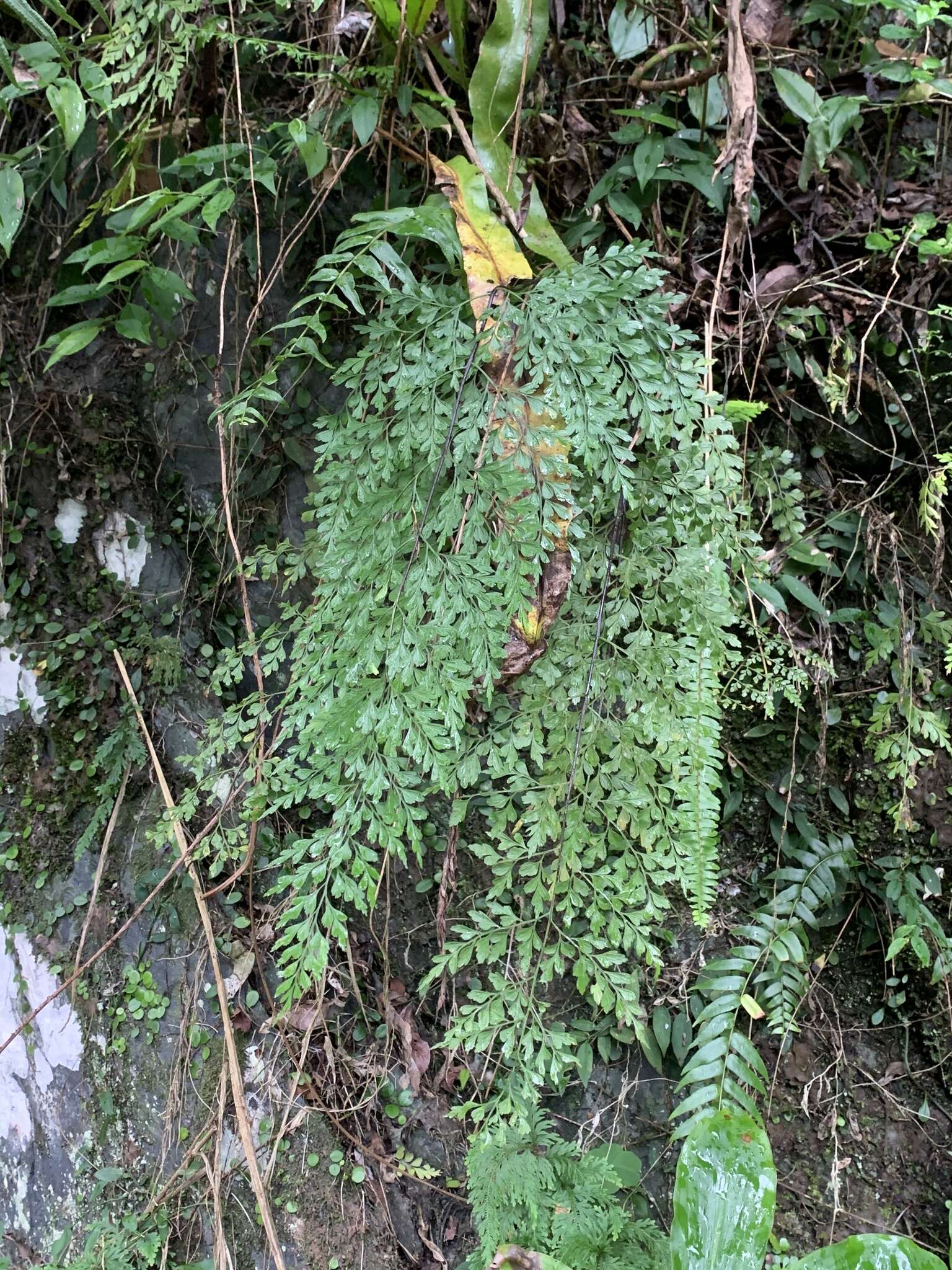 Asplenium neolaserpitifolium Tard. & Ching resmi