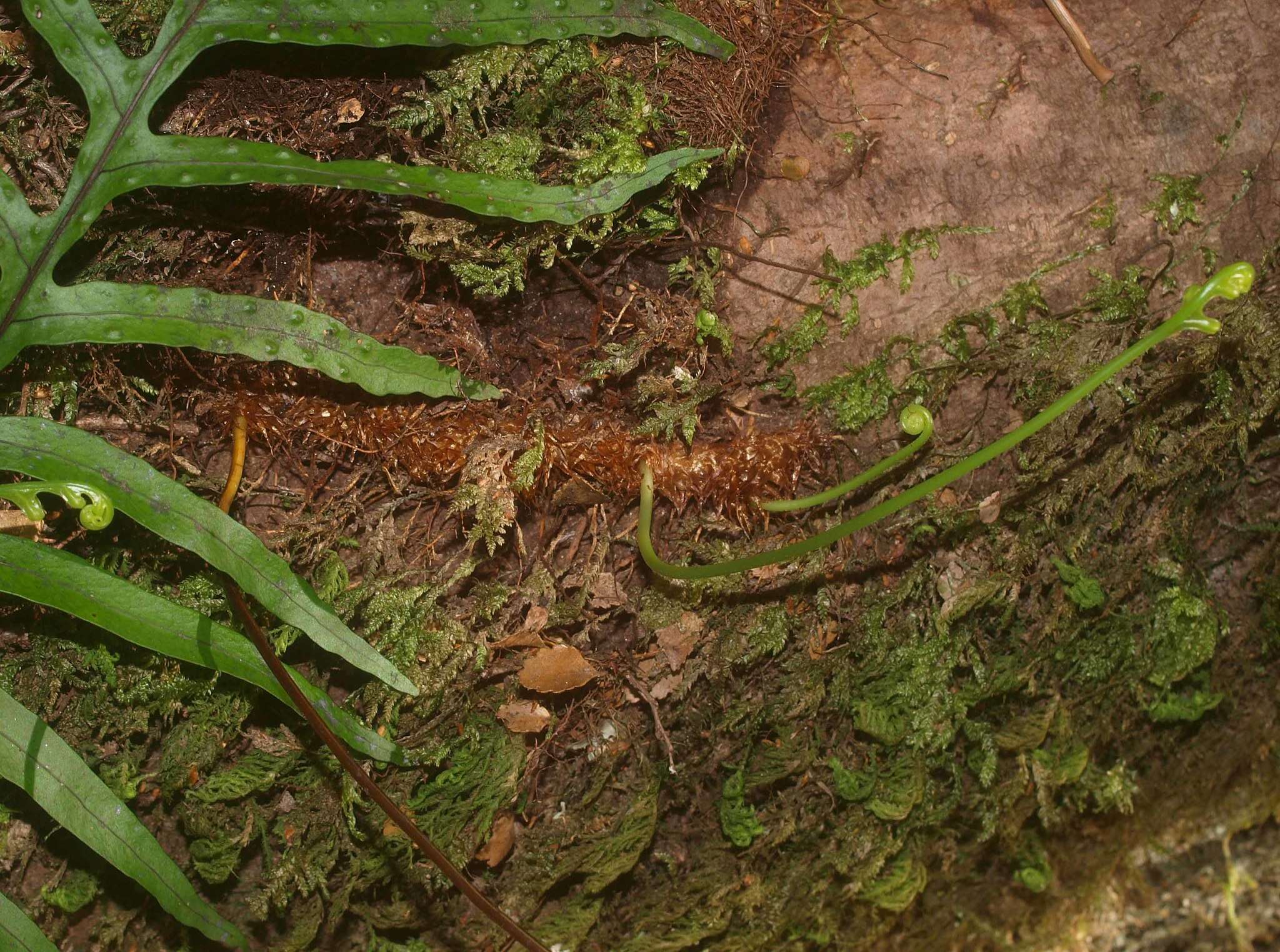 Image of Phymatosorus novae-zealandiae (Bak.) Pic. Serm.