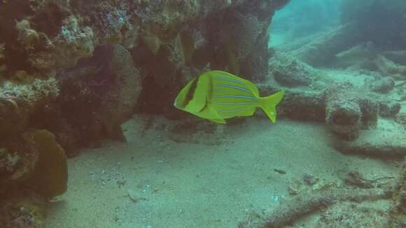 Image of Panama porkfish