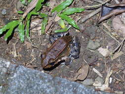 Image of Savage's Thin-toed Frog