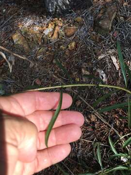 Image of Small's goldenrod