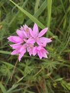 Image of oneleaf onion