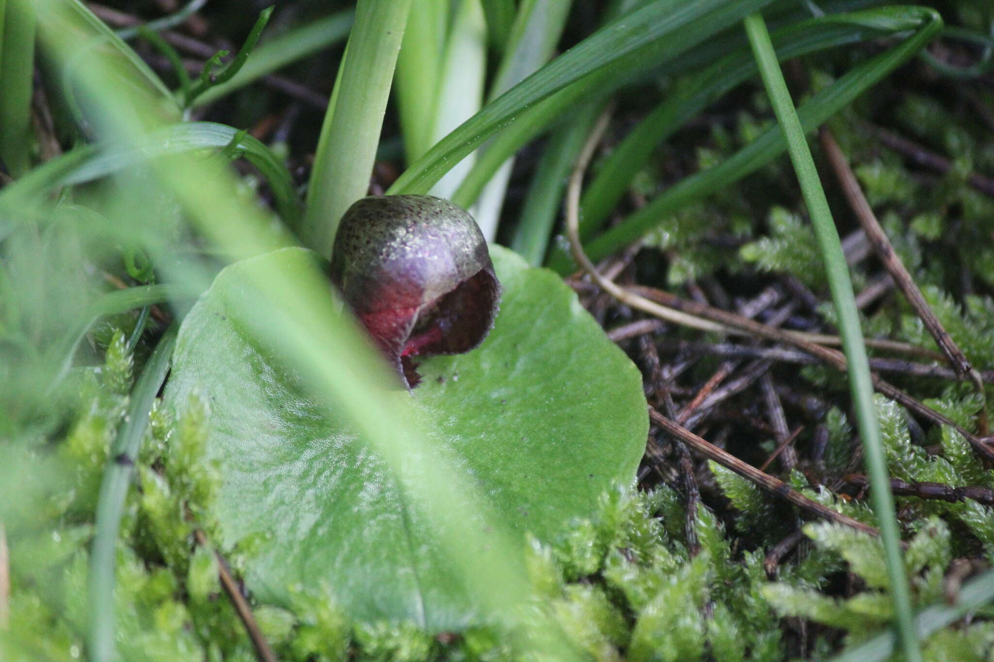 Image of Slaty helmet orchid