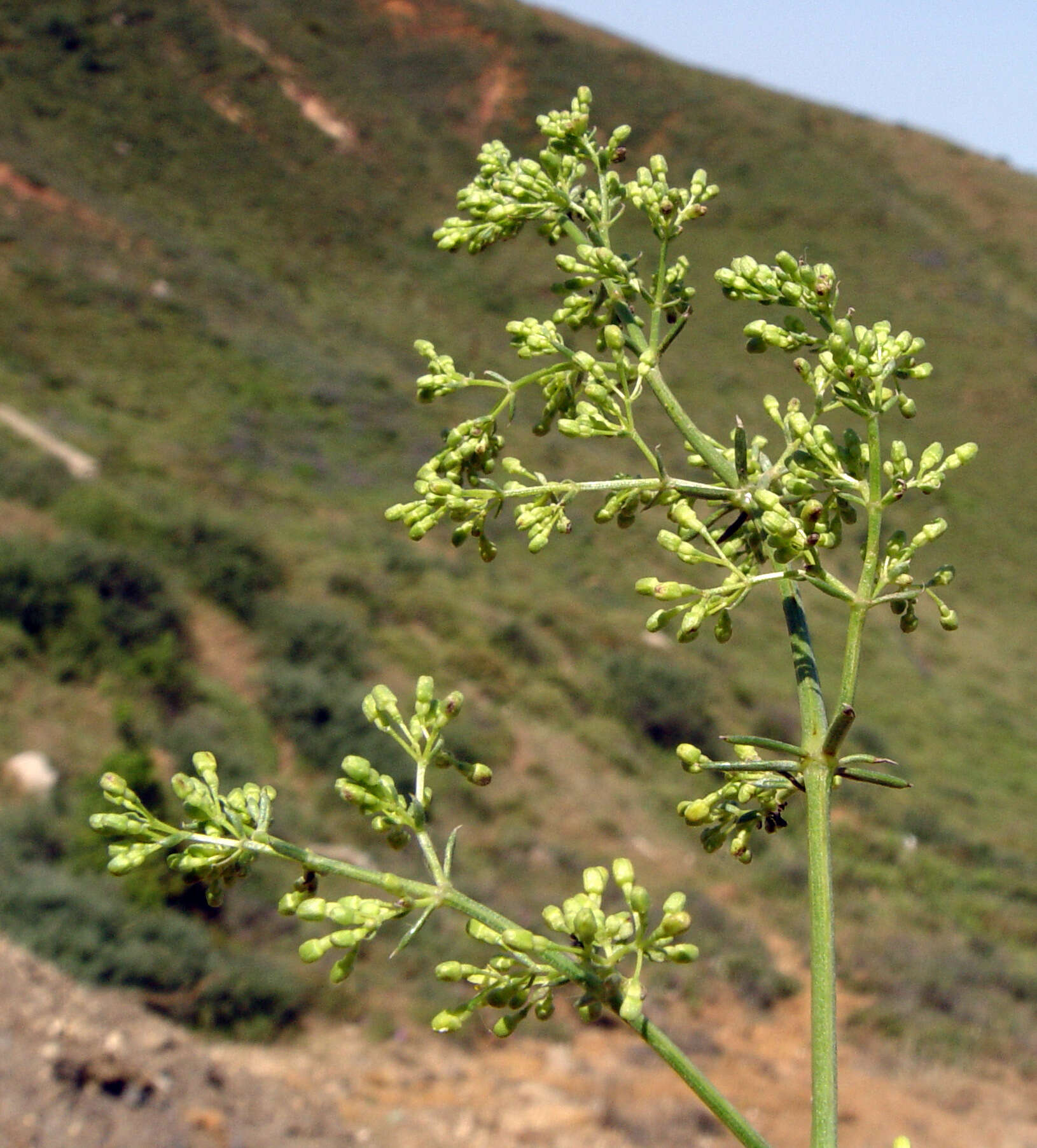 Image of Galium libanoticum Ehrend.