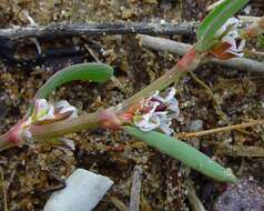 Слика од Polygonum oxyspermum Mey. & Bunge