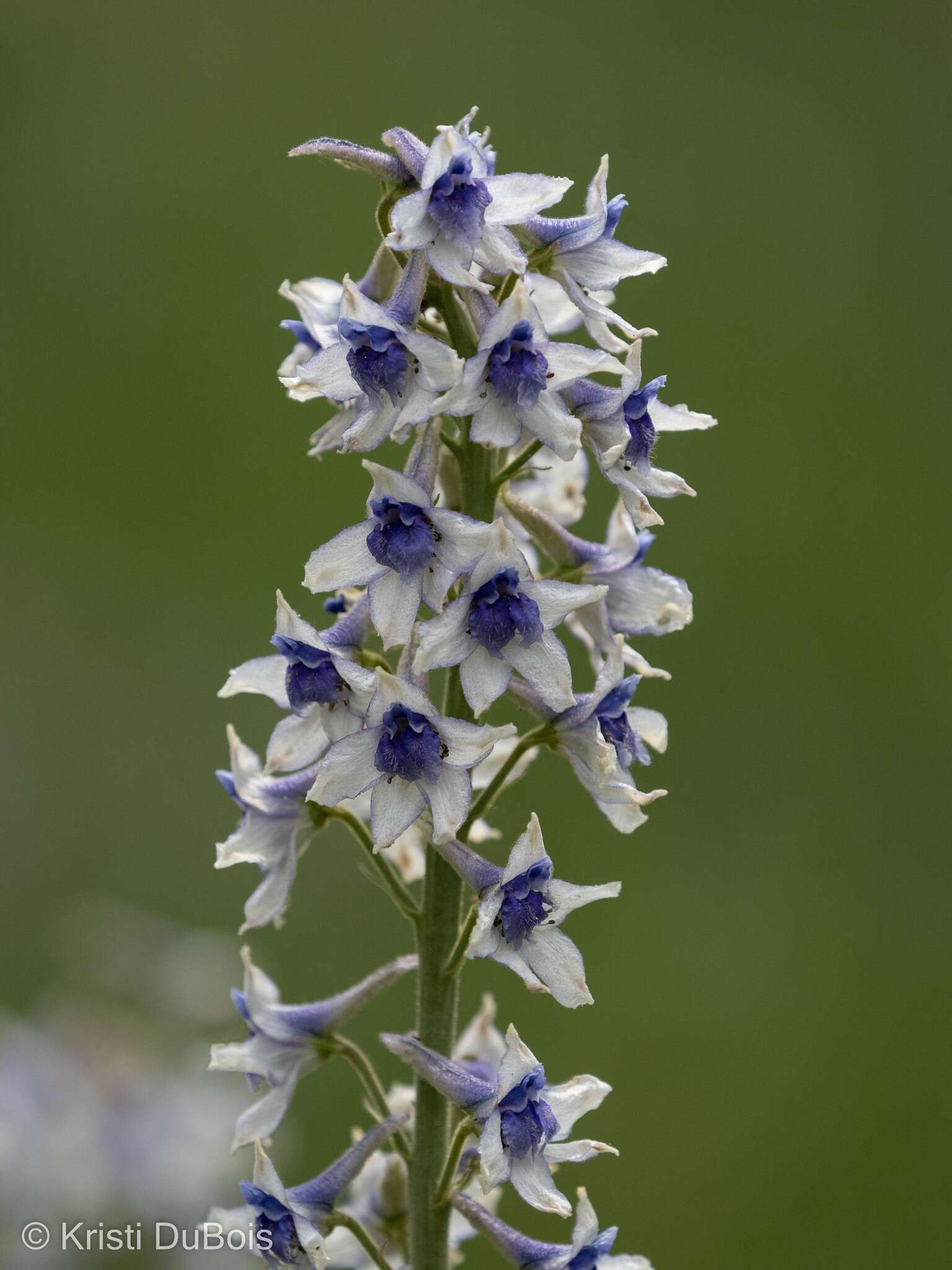 Imagem de Delphinium occidentale S. Wats. ex Coult.