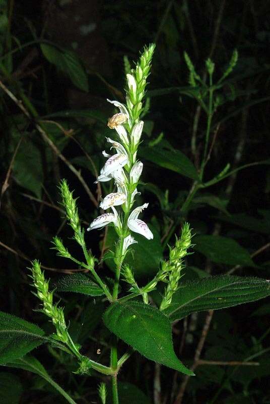 Sivun Isoglossa delicatula C. B. Cl. kuva