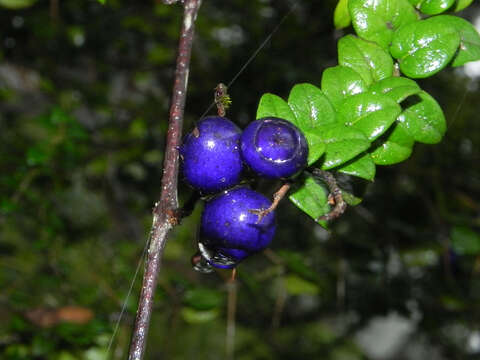 Plancia ëd Rhaphithamnus spinosus (Juss.) Moldenke