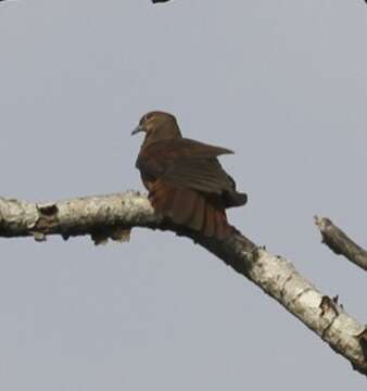 Image of Brown Cuckoo-Dove