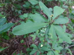Image of Euphorbia milii var. roseana Marn.-Lap. ex Demoly