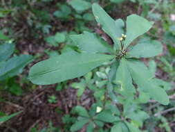 صورة Euphorbia milii var. roseana Marn.-Lap. ex Demoly