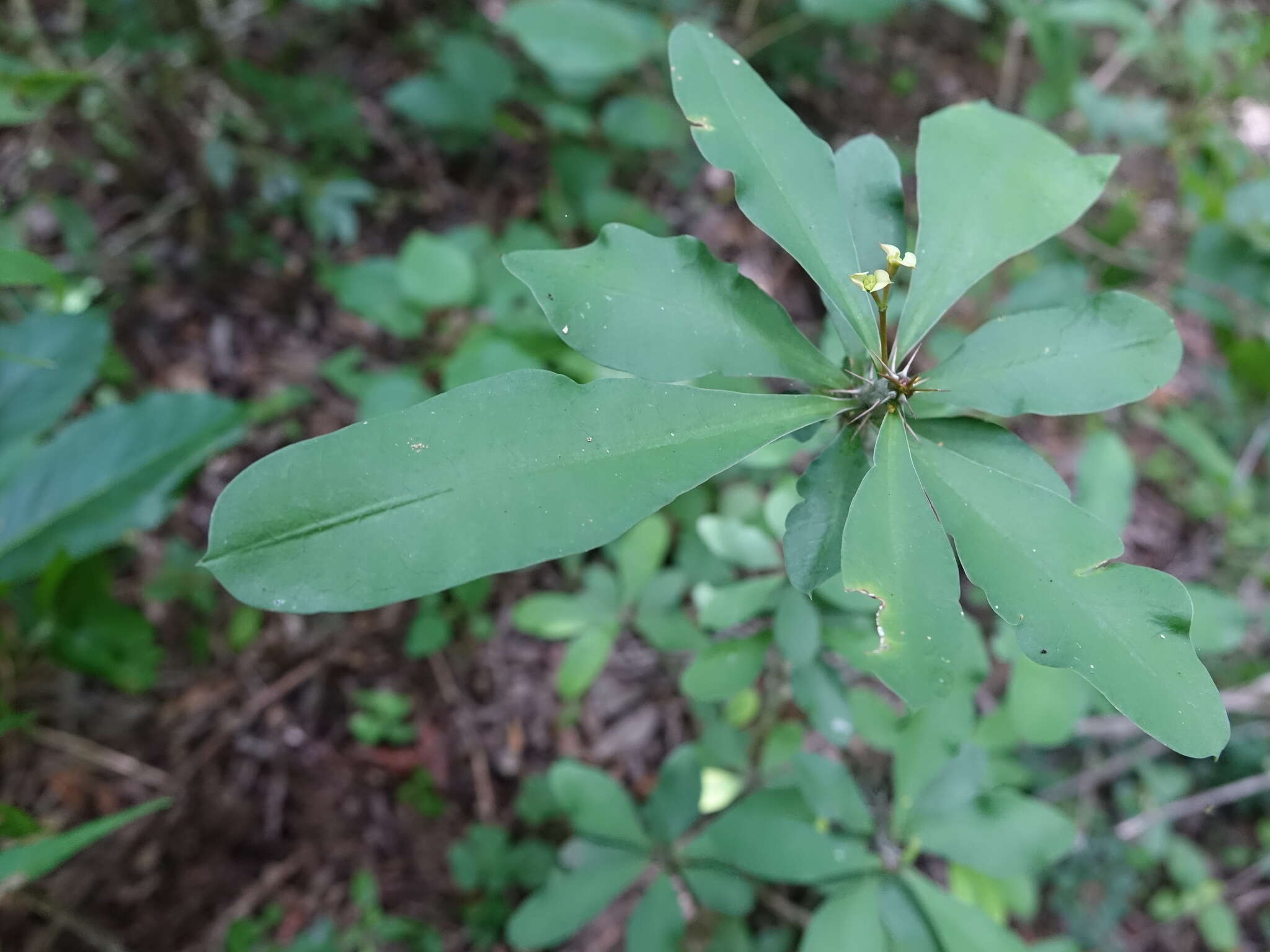Image of Euphorbia milii var. roseana Marn.-Lap. ex Demoly
