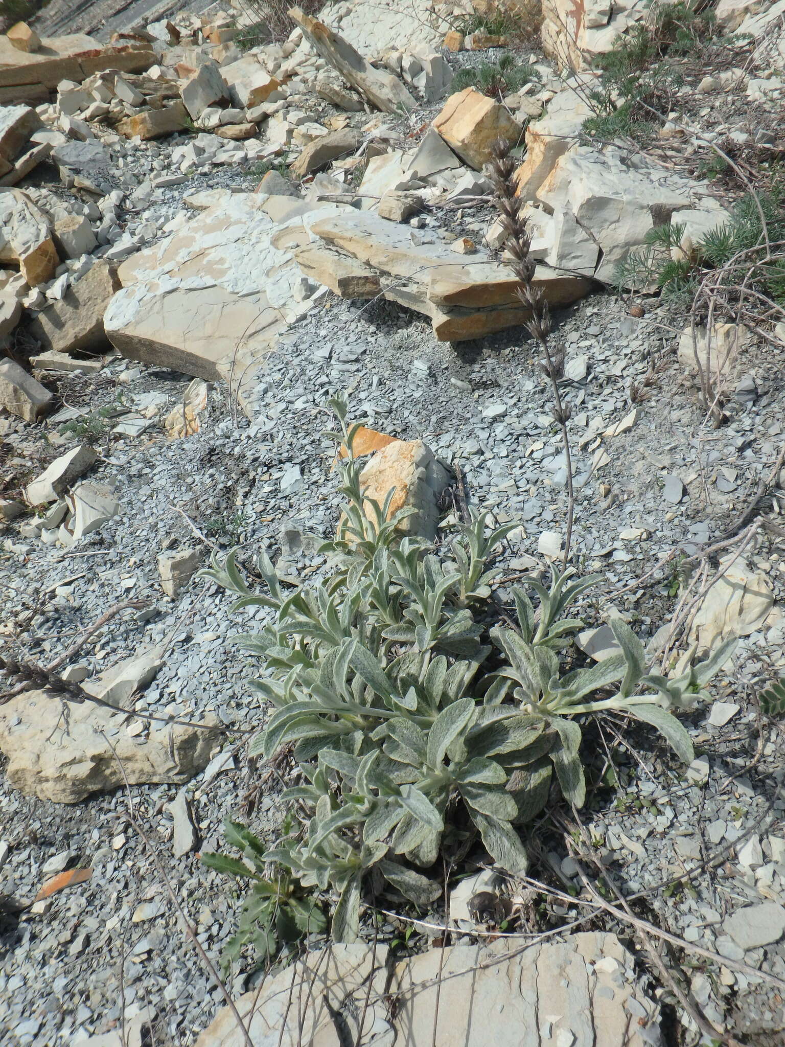 Слика од Sideritis euxina Juz.