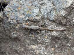 Sceloporus megalepidurus Smith 1934 resmi