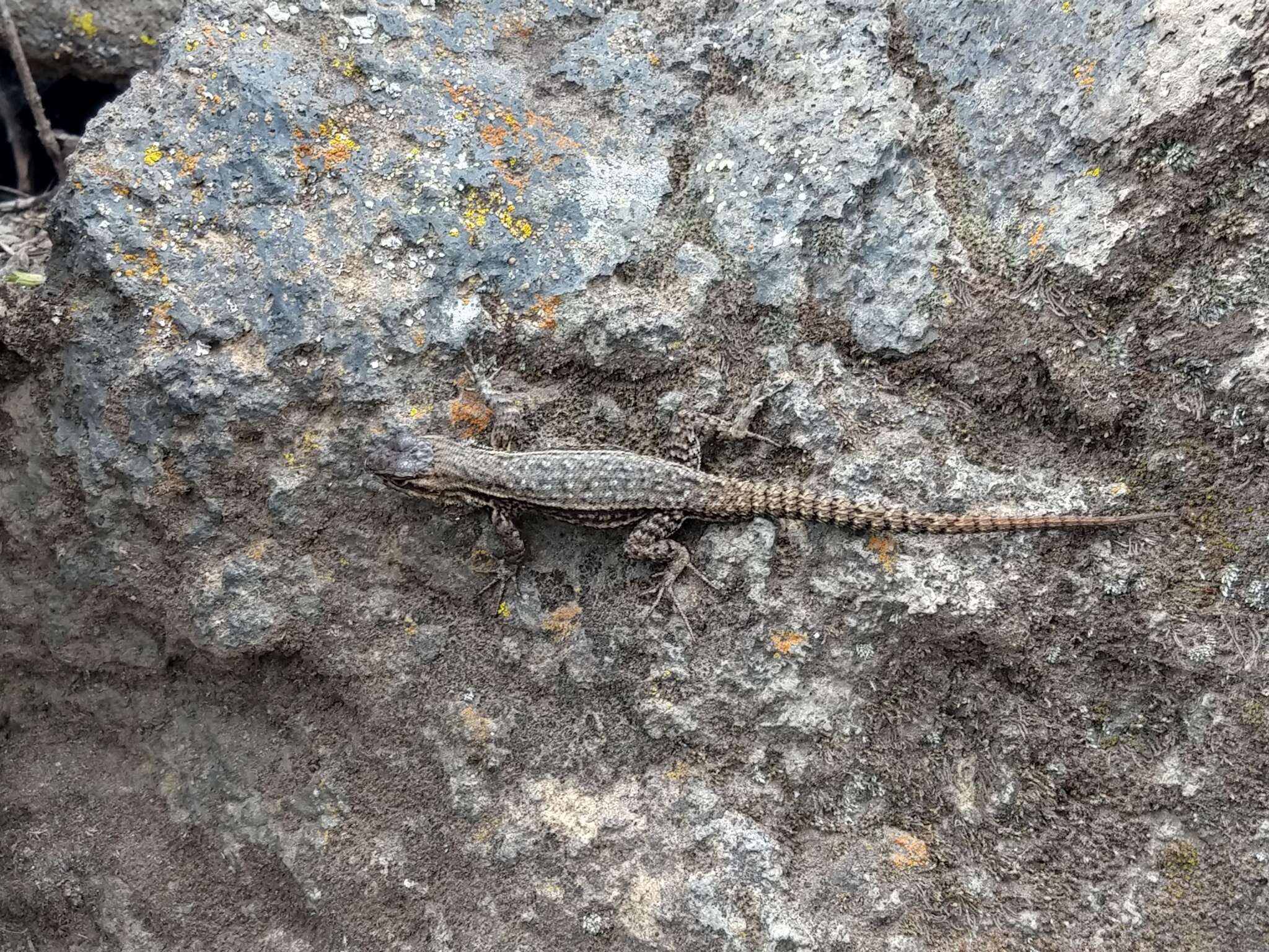 Image of Largescale Spiny Lizard