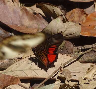 Image of <i>Pseudacraea clarkii</i>