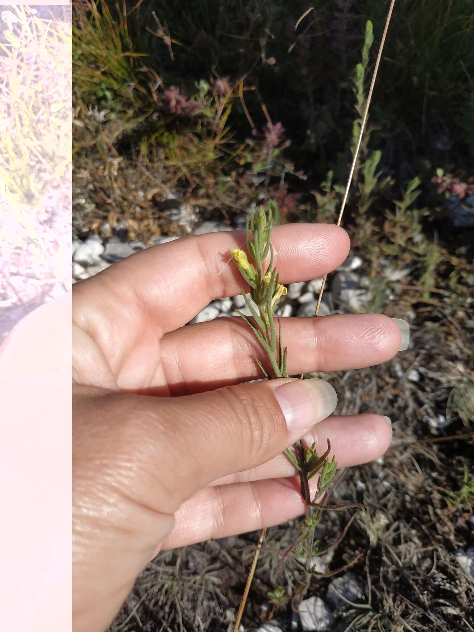 Plancia ëd Macrosyringion glutinosum (M. Bieb.) Rothm.