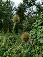 صورة Dipsacus strigosus Willd.