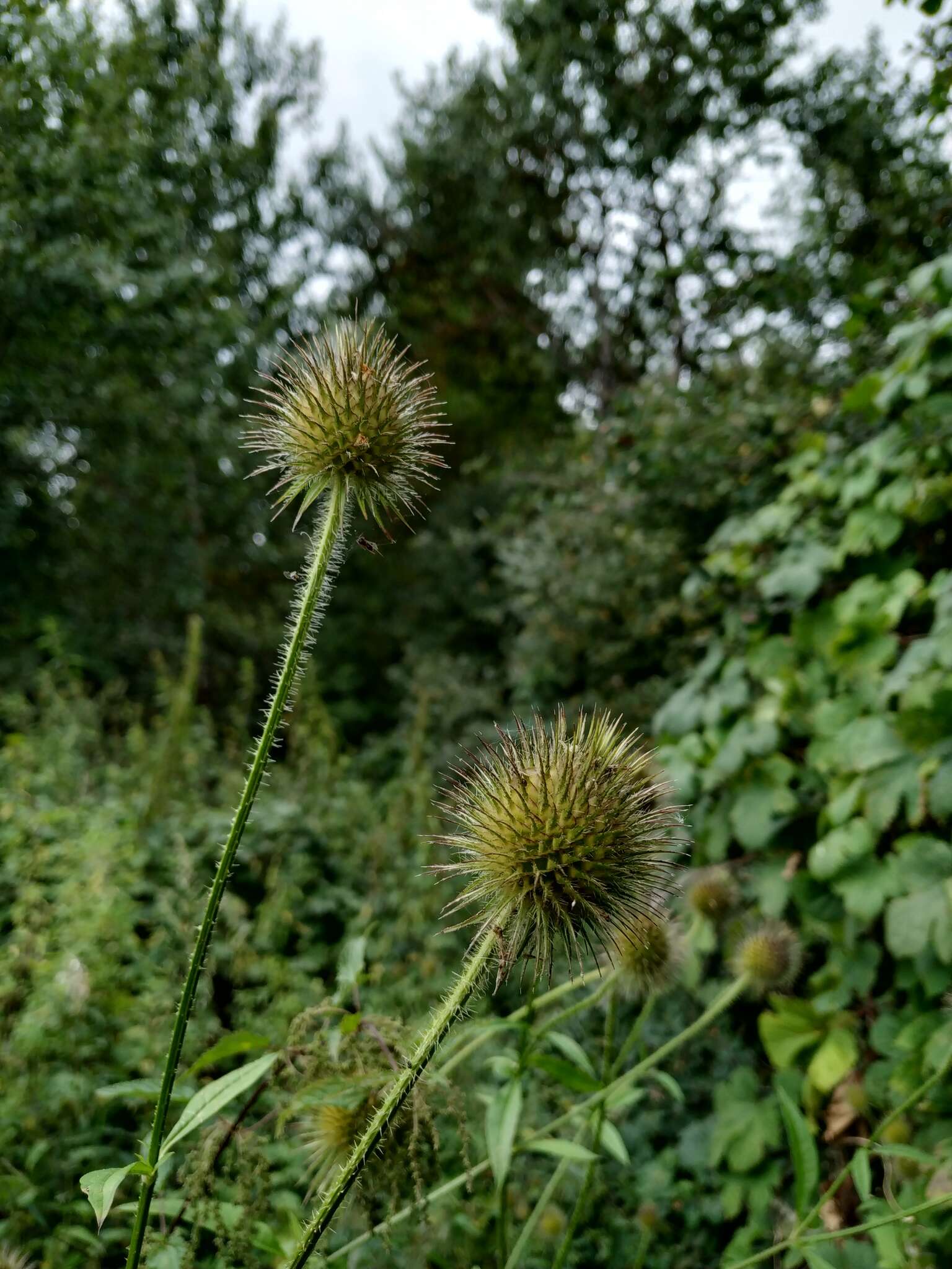 صورة Dipsacus strigosus Willd.