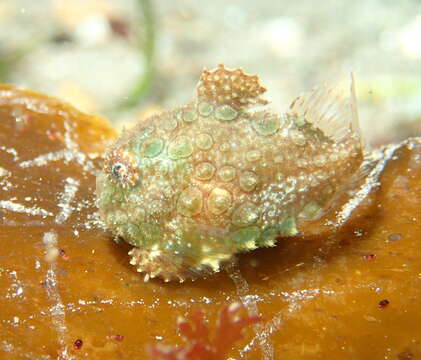 Image of Pacific spiny lumpsucker