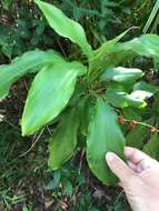 Imagem de Cordyline rubra Otto & A. Dietr.