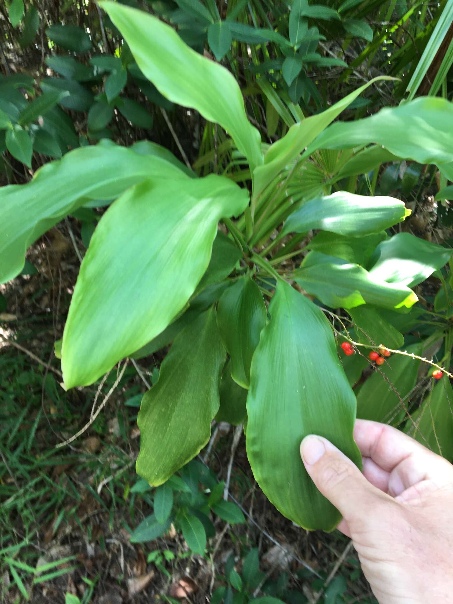 Imagem de Cordyline rubra Otto & A. Dietr.