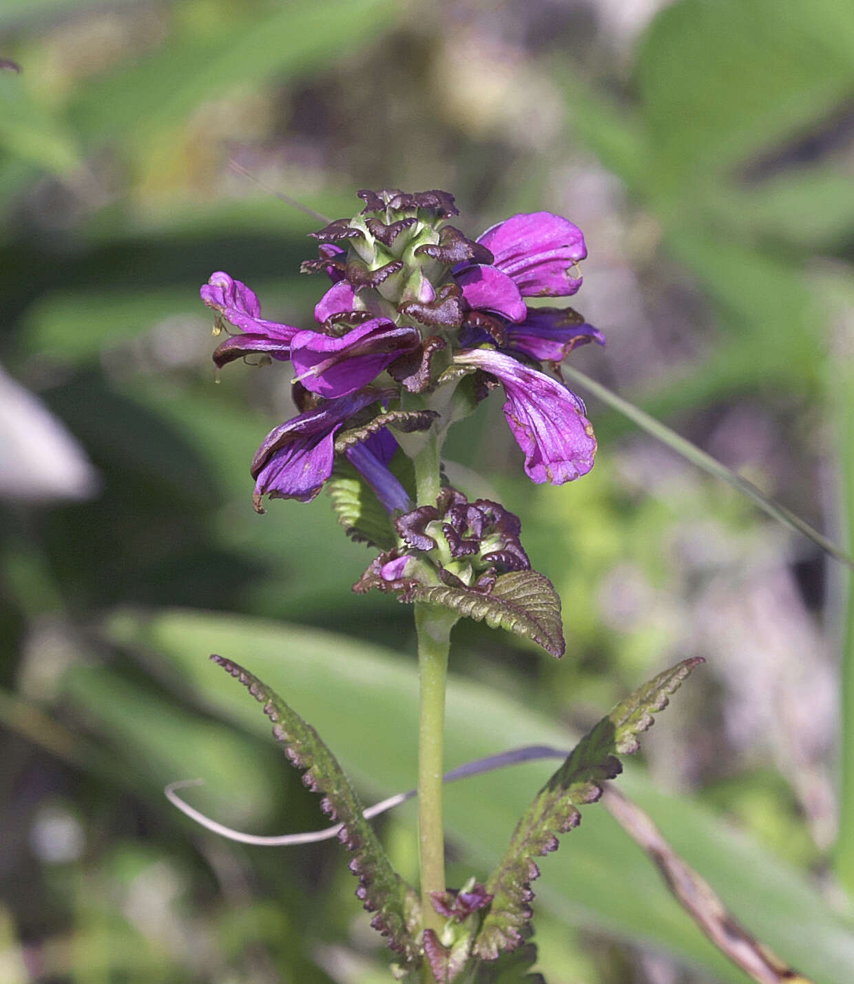 Image of Pedicularis resupinata var. caespitosa Koidz.