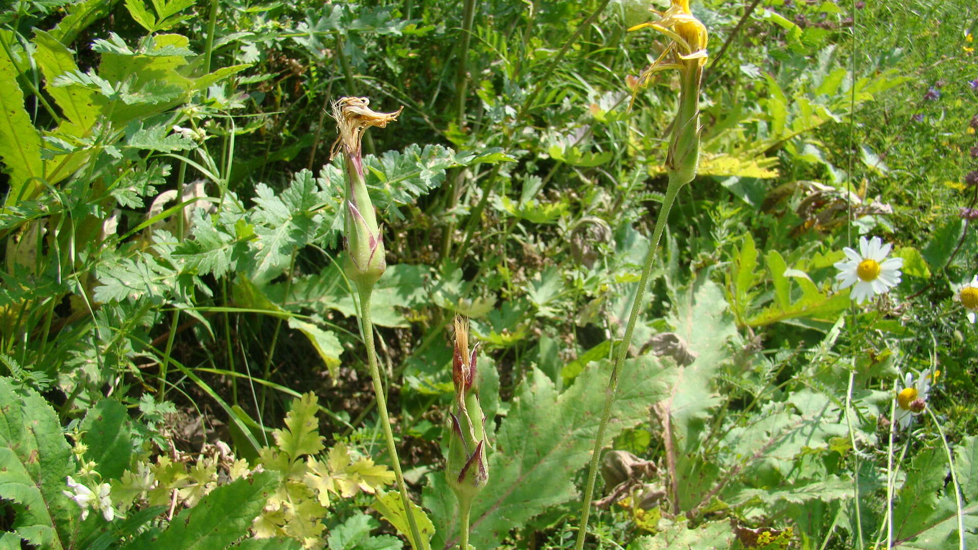 Image of Pseudopodospermum hispanicum (L.) Zaika, Sukhor. & N. Kilian