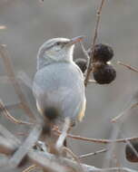 Sylvietta rufescens pallida Alexander 1899的圖片