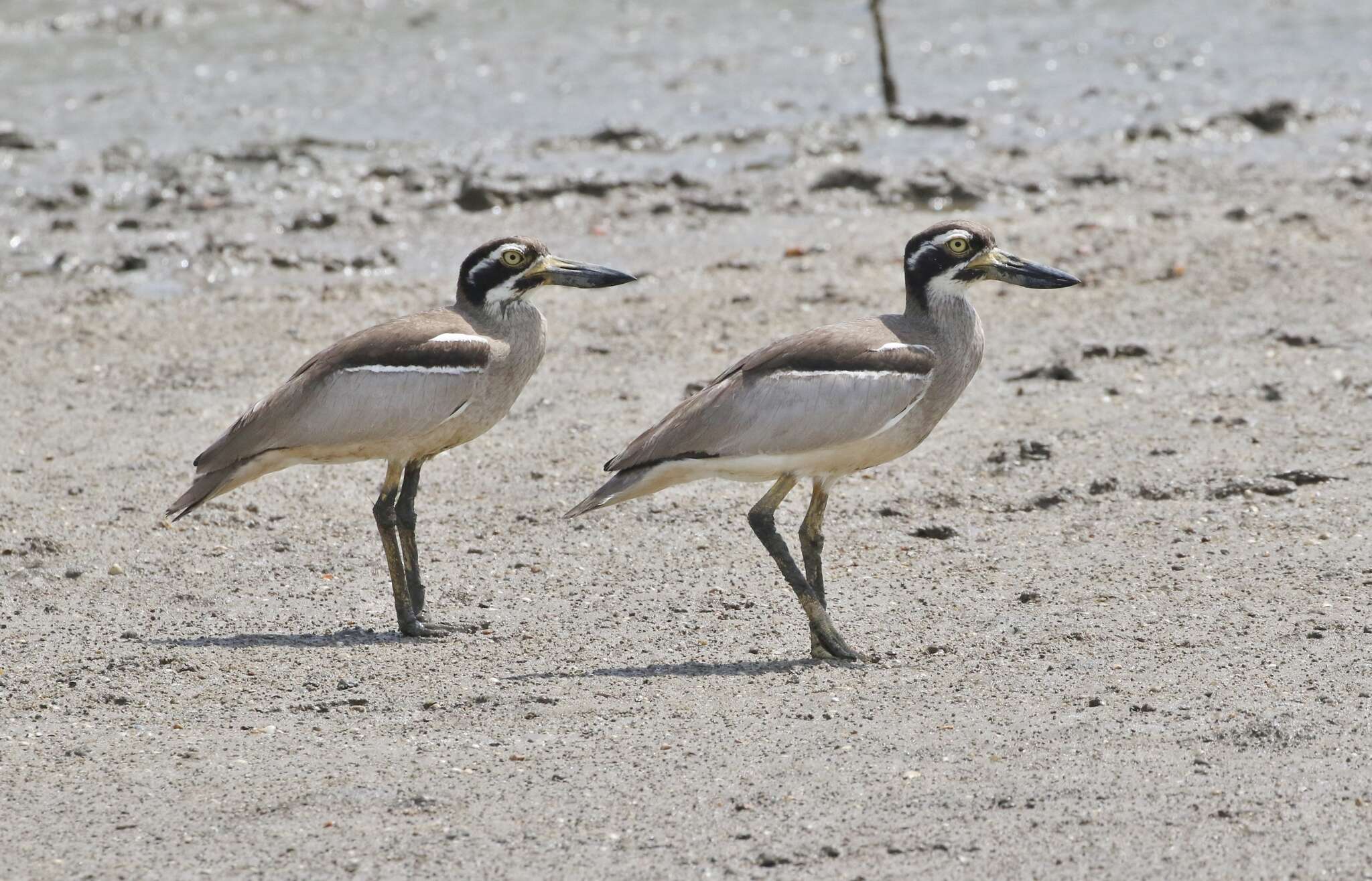 Image of Beach Stone-curlew